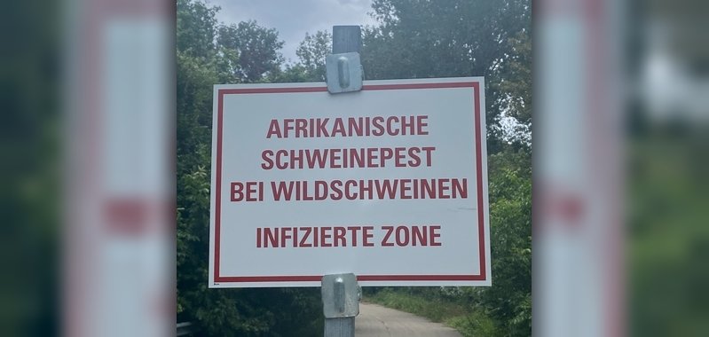 Afrikanische Schweinepest